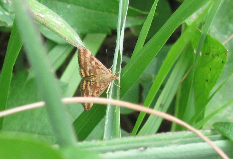 Pyrausta despicata? S